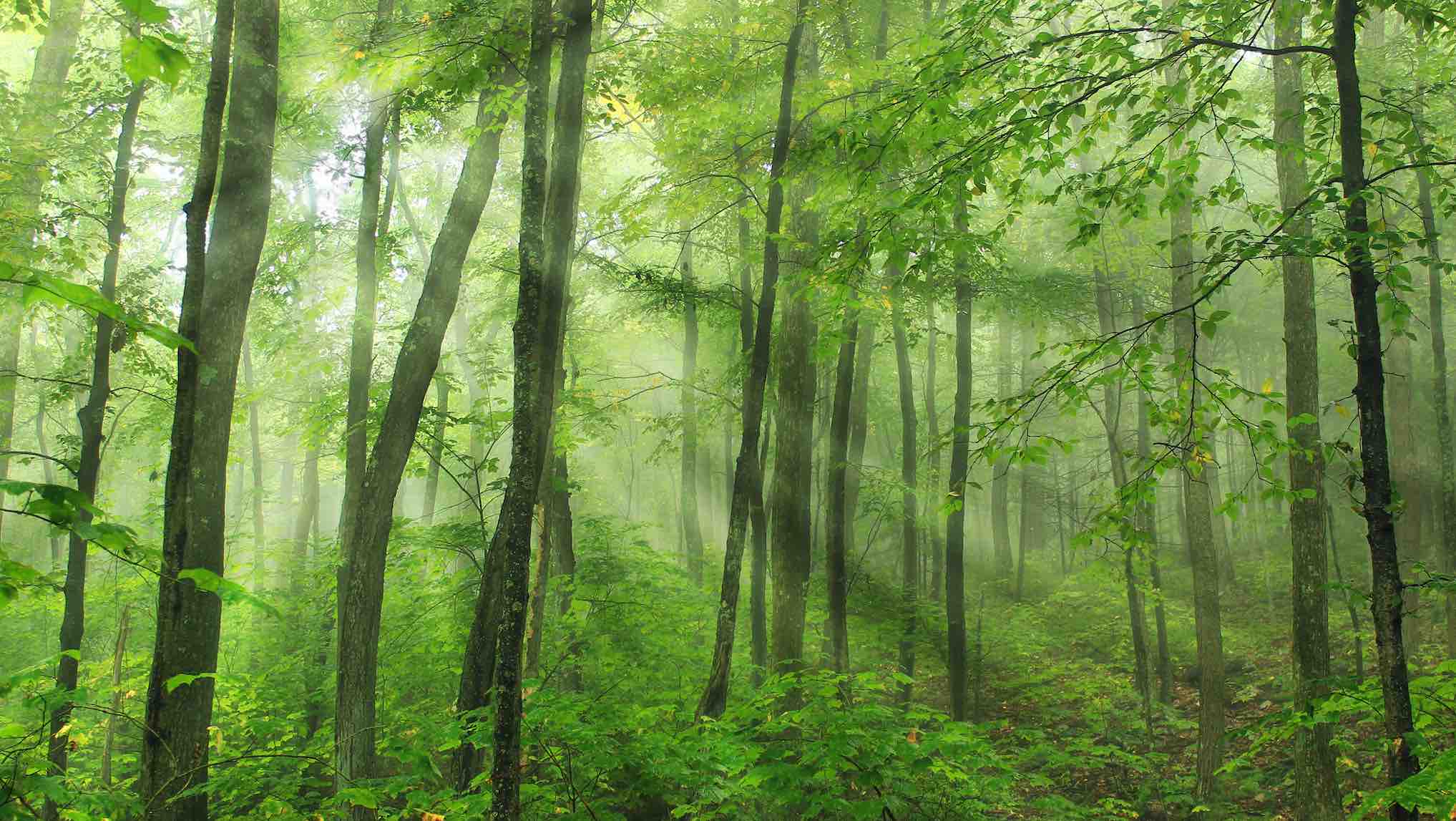 Clearing forests. Низкие деревья в лесу. Гаче фон лес с деревьями. Лес в тумане в высоком разрешении. Лес в тумане для ВК.